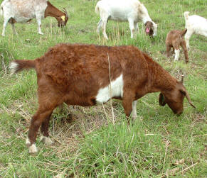 Canyon Goat Company's fullblood Boer goat doe Debra Ann