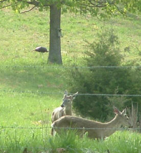 turkey and whitetail deer