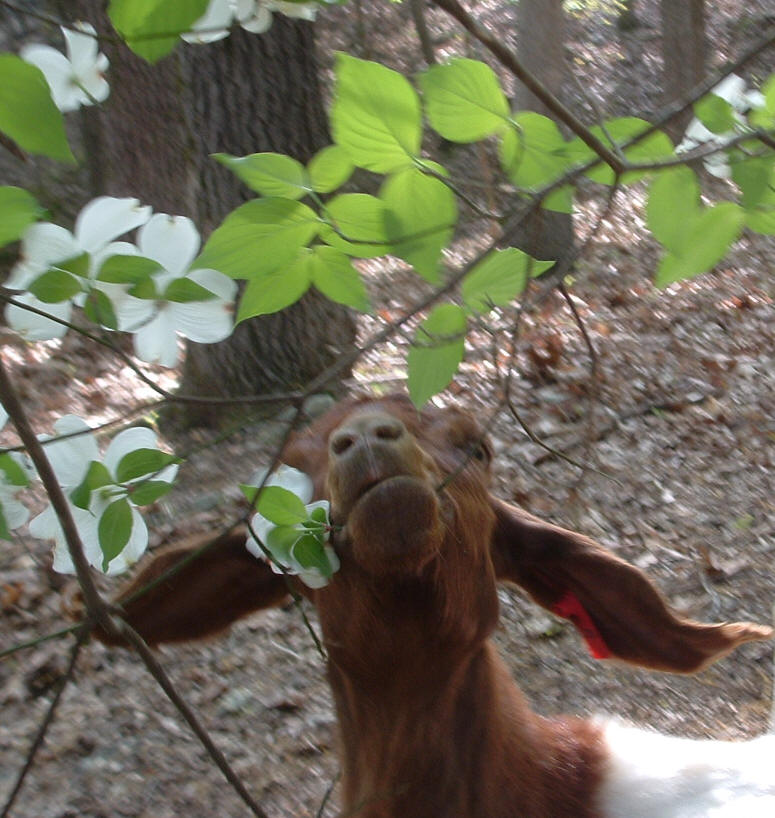 Boer goat, Bell, with dogwood blossoms