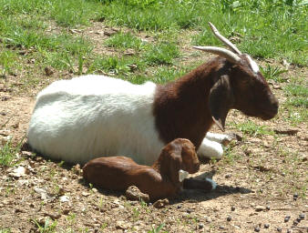 Canyon Goat Company's 100% Boer goat doe Green Y311 and her kid