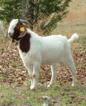 100% fullblood Boer buck - his Boer kids are for sale at Canyon Goat Company
