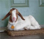 Pocket, our pet goat, may welcome you at the door.