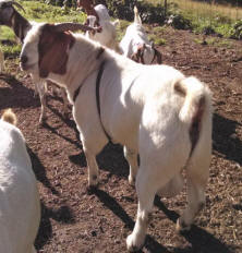 Canyon Goat Company Breeder Boer Buck Stinger