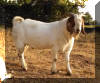 Fullblood Boer Breeder Buck GG's Stinger at Canyon Goat Company in Missouri