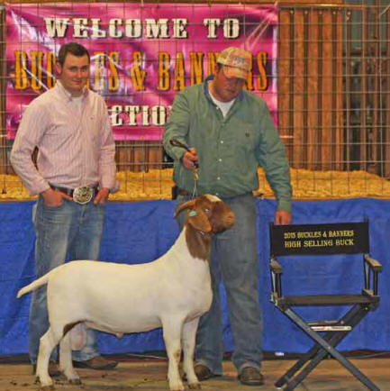 Buckles and Banners Boer Goat Sale