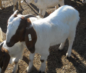 doe W-8 - fullblood Boer goat