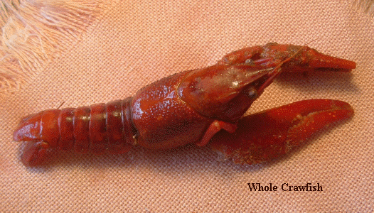 Whole Crawfish