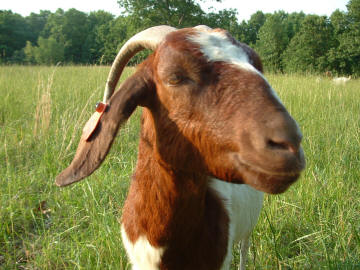 Boer does for sale at Canyon Goat Company in Greenview, Missouri
