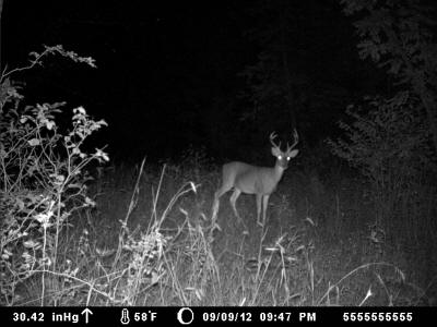 buck captured by game camera