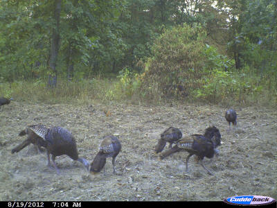 turkeys on hunting property-game camera image